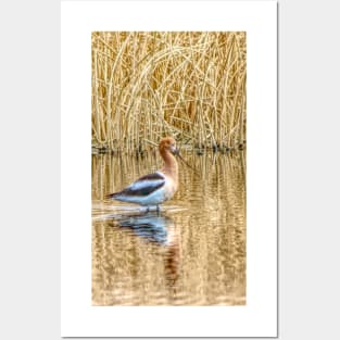 Migrating American Avocets Posters and Art